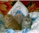Продам котят шотландской вислоухой, 1, 5 мес, , мальчики- кремовый и красный мрамор, девочки-голубой 69367  фото в Челябинске