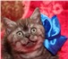 Шотландские и абиссинские котята 1050239 Скоттиш фолд фото в Москве