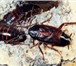 Фото в Прочее,  разное Разное Травля (выведение) тараканов, постельных в Москве 1 500
