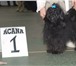 Русская цветная болонка маленькая чи стоплотная и деликатная собачка, Продам очаровательных, забав 65592  фото в Мурманске