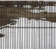 Срочно продам транспортеры марки КПК - 2