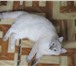 Кошка в хорошие руки желательно в деревню 287735 Домашняя кошка фото в Москве