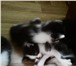 Фото в  Отдам даром-приму в дар Подарю шикарных пушистых котят от очень умной в Красноярске 5