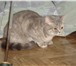 Изображение в Домашние животные Вязка Ищем коты для вязки вислоухого шотландца в Белгороде 0
