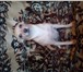Изображение в Домашние животные Вязка собак Рыжая девочка той терьер ищет мальчика для в Череповецке 1 000