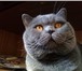 Фото в Домашние животные Вязка Предлагаем вязку с шикарным красивым котом-Шотландский в Москве 2 000