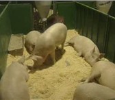 Фото в Домашние животные Товары для животных Бактерии для разложения свиного и птичьего в Перми 200