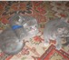 Продаю котят породы шотландская вислоухая,  возраст 1 месяц, 155700  фото в Элисте