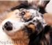 Изображение в  Отдам даром-приму в дар Молодая красивая собака, любимица всего двора в Чите 10