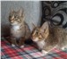 Котята полупородистые и простые 4244789 Другая порода фото в Екатеринбурге