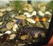 Фото в Домашние животные Рыбки Продаются аквариумные рыбки сом таракатум в Перми 51