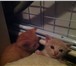 Фото в Домашние животные Приму в дар Отдам котят в добрые руки. Рыжий мальчик, в Краснодаре 0