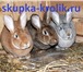 Фото в Домашние животные Разное Регулярно покупаем шкуры кролика сухие соленые:Серебро в Москве 0