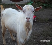 Фотография в Домашние животные Другие животные продам козла зааненского комолого.крупный в Челябинске 10 000