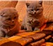 Фотография в Домашние животные Другие животные Очень красивые котята скоттиш страйт (Scottish в Киеве 1 000