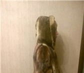 Фото в Одежда и обувь Женская одежда Продам шубу норковую стриженую. Размер 42-44. в Кемерово 6 000