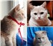 Фото в Домашние животные Приму в дар Кошка Джилиан, примерно 5 месяцев- ласковая в Красноярске 100