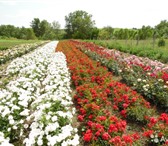 Foto в Домашние животные Растения Роза.О красивейшем на земле из цветков, можно в Ставрополе 95