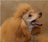 Фото в Домашние животные Вязка собак Той пудель абрикосового цвета,ищет девочку в Минске 10