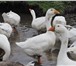 Фото в Домашние животные Птички Продаются гуси холмогорской породы в Смоленске 3 000