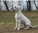 Аргентинского дога подрощеный щенок 915572 Аргентинский дог фото в Москве