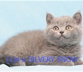 Профессиональный питомник британских кошек Москвы http: www, snow, alva s, ruпредлагает чудесных пр 69304  фото в Москве