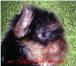 Йоркширский терьер щенки продаются,  Щенки мини и мелкий стандарт с короткими мордочками и ярким под 66610  фото в Москве