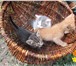 Изображение в Домашние животные Отдам даром Очаровательные котята ищут дом и любящих в Энгельсе 0