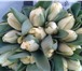 Фотография в Домашние животные Растения Продаю тюльпаны к 8 марта , 11 наилучших в Саратове 28