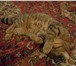 Фотография в Домашние животные Вязка Ухоженный котик цвета Хаки! Королевских кровей!По в Таганроге 0