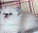 Персидский котик блю-лингс-поинт 2701664 Персидская фото в Москве