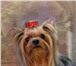 Фото в Домашние животные Вязка собак Йоркширский терьер кобель предлагается для в Зеленоград 4 000