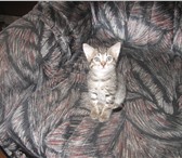 Изображение в Домашние животные Отдам даром отдам котёнка девочку серая 1,5 м от кошки в Кинешма 0