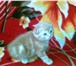 Продам котят шотландской вислоухой, 1, 5 мес, , мальчики- кремовый и красный мрамор, девочки-голубой 69367  фото в Челябинске