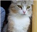Foto в Домашние животные Потерянные Потерялась кошка в районе ВЕЛЬГИЯ -просьба в Боровичах 0