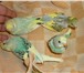 Фотография в Домашние животные Птички домашнего разведения, 1 месяц, зелёно-жёлтого в Красноярске 800
