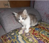 Котята отдам 975917 Домашняя кошка фото в Саратове