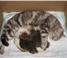 Предлагаем клубных британских котят окраса шоколадный и шоколадно-серебристы йтабби (1 мальчик и 68814  фото в Уфе