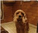 Фото в Домашние животные Услуги для животных г. Калуга. Стрижка собак различных пород в Калуге 1 000