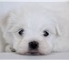 Ирлайн-дог имеет в продаже щенков мальтезе  (мальтийская болонка) 3825305 Мальтийская болонка фото в Екатеринбурге