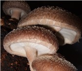Фотография в Домашние животные Растения Древесные грибы с экзотическим названием в Иваново 1 850