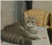 Изображение в Домашние животные Вязка Вислоухая маленькая британская кошка 1,5 в Юрюзань 1 000