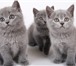 Британские,  Шотланские котята–большой выбор 3994479 Британская короткошерстная фото в Москве