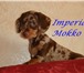 Продаётся 2-х месячный щенок стандартной гладкошерстной таксы Питомника Империя Мокко, очаровате 65442  фото в Москве