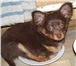 Продаётся высокопородный щенок длинношерстного той-терьера, девочка коричнево-подпалого окраса, д 64775  фото в Москве