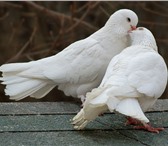 Фото в Домашние животные Птички Белые голуби на выпуск для любых мероприятий.Пара в Казани 1 000