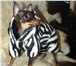 Фотография в Домашние животные Одежда для собак Изготавливаю по индивидуальным размерам. в Москве 400