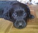 Продаются щенки 1418694 Лабрадор-ретривер фото в Краснодаре