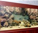 Foto в Домашние животные Рыбки Marvel-water decor – это комплекс композитных в Перми 1 000