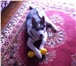 Foto в Домашние животные Вязка собак Голубоглазый красавец мощного телосложения,окрас в Архангельске 12 000
